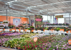 Presentatie Dümmen Orange.